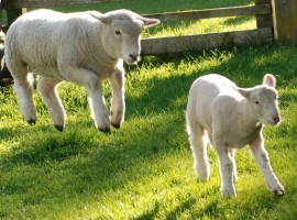 Due pecore di Tribewanted Monestevole, vacanza in fattoria in Umbria