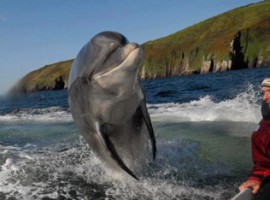 Il famoso delfino Dingle d'Irlanda