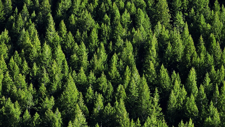 Le emissioni di CO2 risparmiate possono essere comparate al numero di alberi piantati. Foresta di pini vista dall'alto