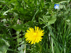 The dandelion: a colorful supply of vitamines