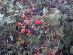 The blackberry bush: a wild herb with sweets fruits.