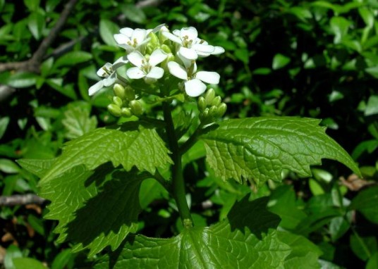 The alliaria: a nice garlicky herb