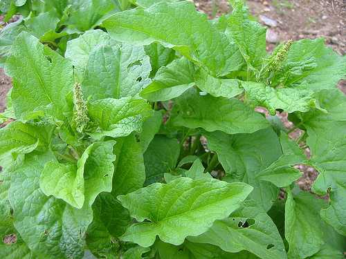 The wild spinach: the herb against the anemia