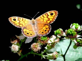 Farfalla nel Parco del Ticinello, Milano, Giornata della Biodiversità