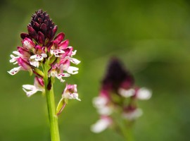 Orchidee selvetiche nella Riserva dei Ghirardi, Parma, Emilia,