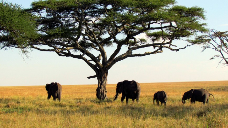 Safari nel Parco Nazionale di Serengeti, Tanzania