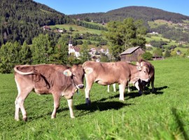 Planatschhof, agriturismo in Trentino Alto Adige