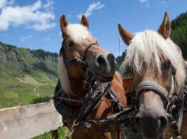 cavalli di razza avelinese a Plan, Val Passiria, Alto Adige
