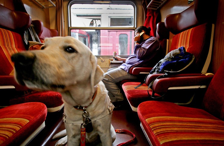 In estate i cani viaggiano in treno