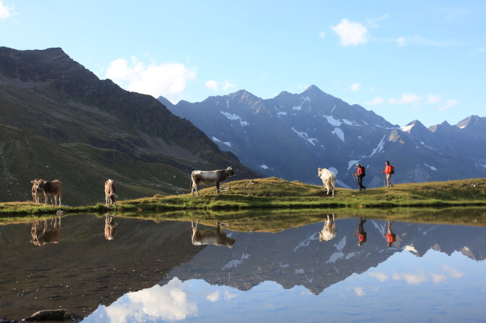 Mucche libere al pascolo nella natura incontaminata vicino a Plan, Val Passiria, Perla Alpina di Moso in Val Passiria, Alto dige