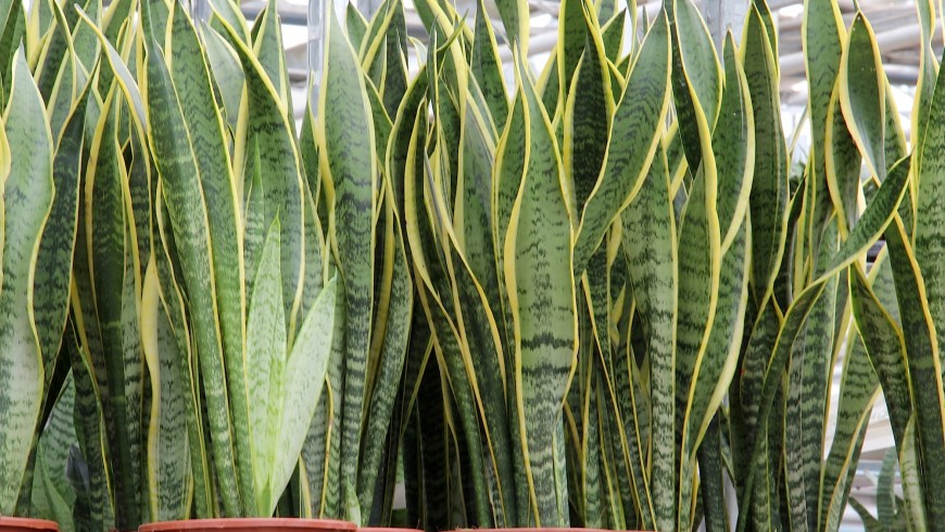 La Sansevieria è una delle piante che migliorano la qualità dell'aria della casa
