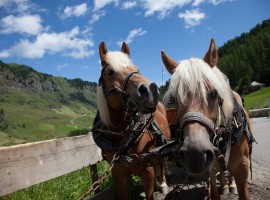 Carrozza trainata dai cavalli, a Plan, Val Passiria
