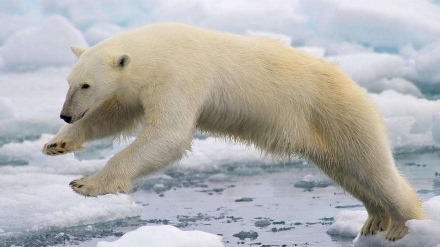 L'orso polare è divenuto uno dei simboli del cambiamento climatico. Riuscirà l'accordo di Parigi a salvare il Pianeta?