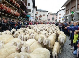 Gregge di pecore nel centro storico di Cogne, Valle d'Aosta