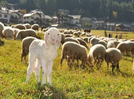 Gregge di pecore tra le montagne di Cogne, Valle d'Aosta