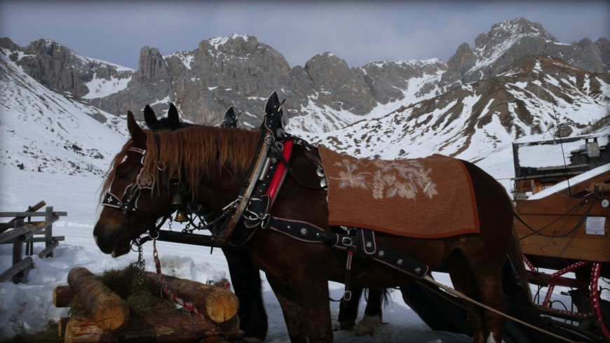 Slitta trainata dai cavalli circondata dai paesaggi innevati delle Alpi