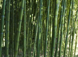 Parete di Bambù