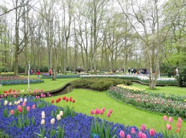 Keukenhof Gardens, Amsterdam