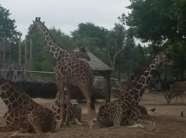 giraffe allo Zoo, in Vacanza ad Amsterdam con i bambini