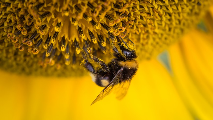 Le api sono fondamentali per la nostra alimentazione 