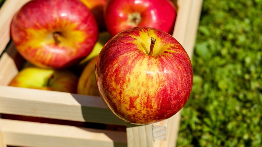 apple-red-fruit-ripe-144245