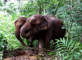 elefanti nella riserva dell'Elephant Valley Project, Ratakaniri, Cambogia