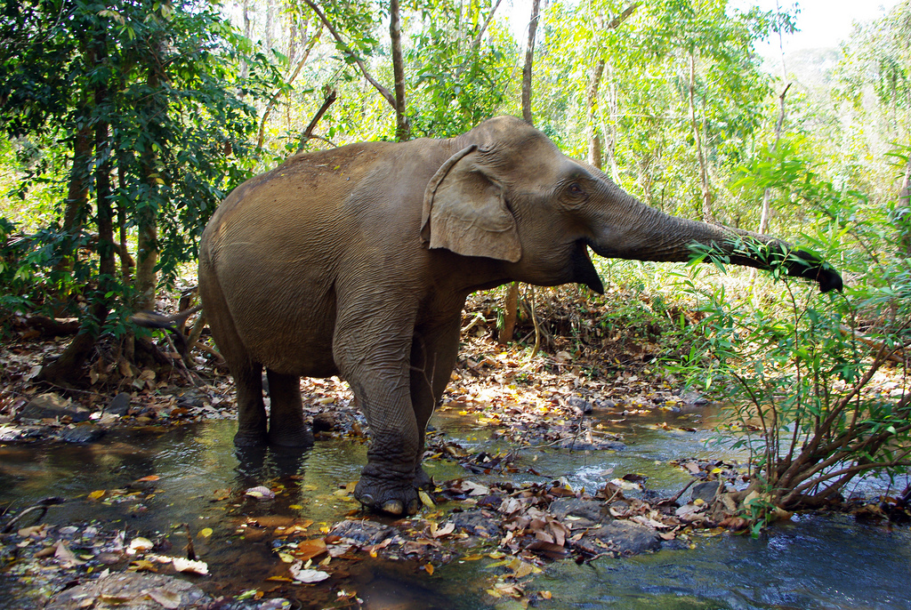 uno degli elefanti della riserva Elephant Valley Project