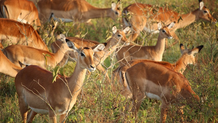 Ecoturismo: una risorsa per la salvaguardia della fauna selvatica