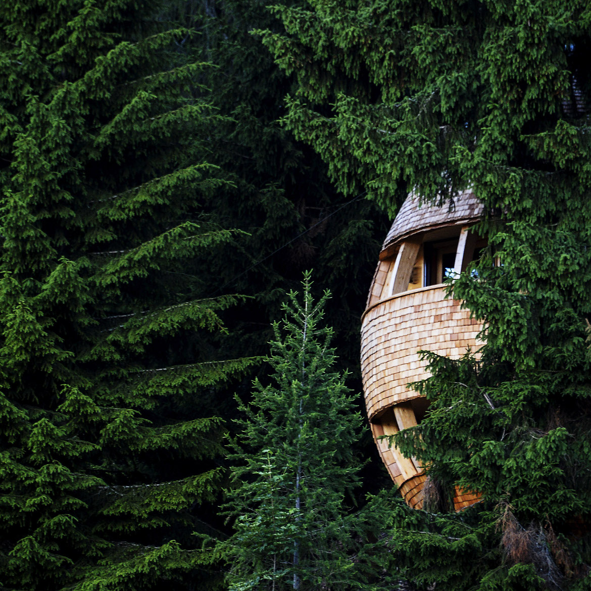 Casa sull'albero circondata dal verde del bosco