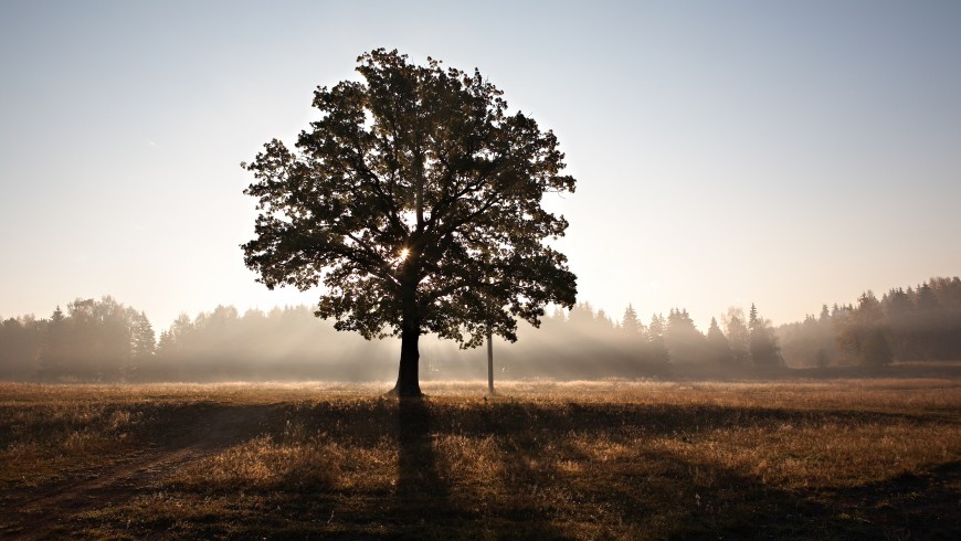 Albero in un campo - è importante preservare gli alberi per un mondo eco-sostenibile, foto di Roman Averin via unsplash