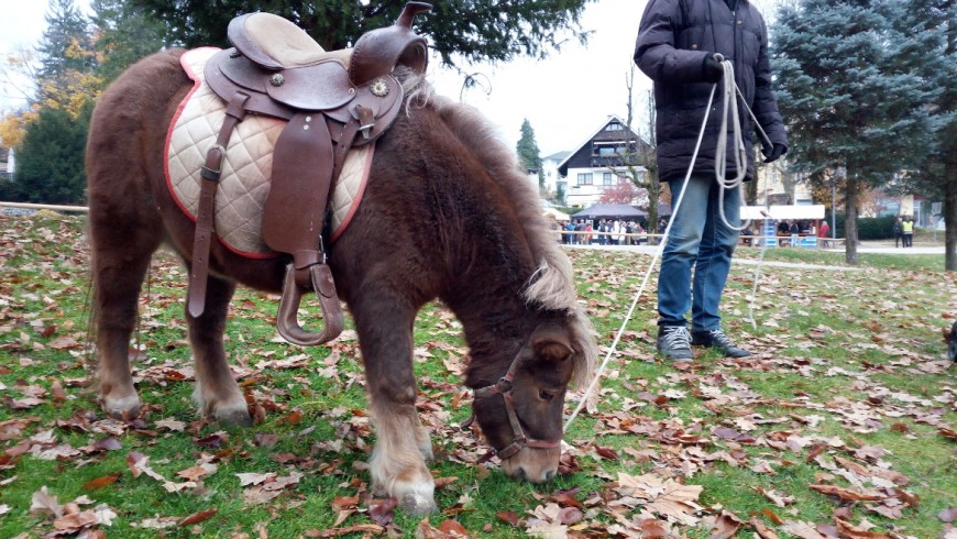 pony en el parque de Bled