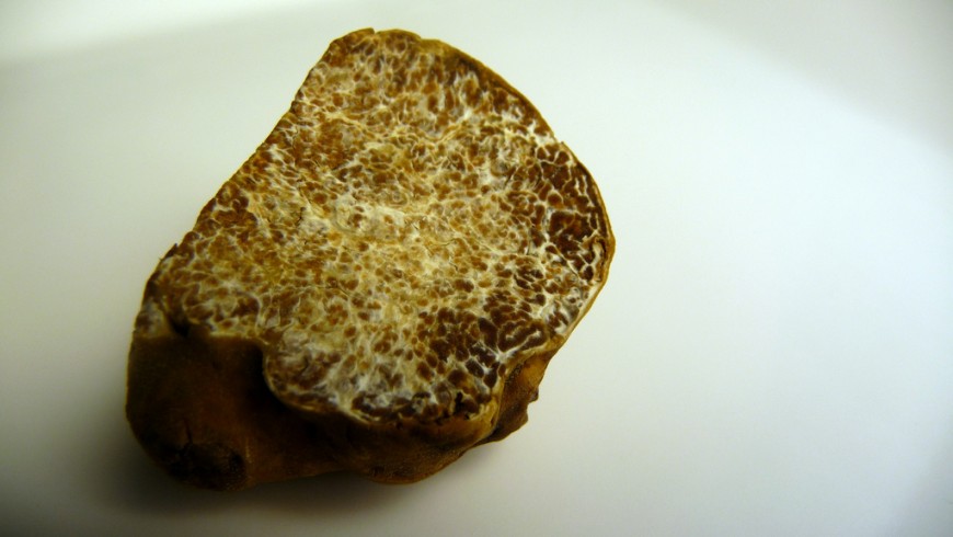Tartufo bianco, Castel D'Aiano, foto via flickr