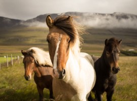 Cavalli in montagna