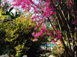 Splendidi alberi fioriti che circondano la piscina, Fig Garden, alloggi verdi