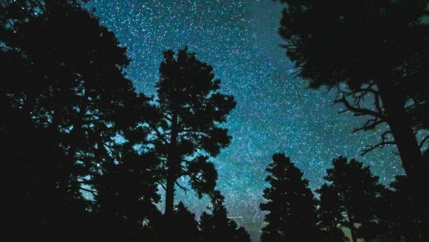 Cielo stellato tra gli alberi