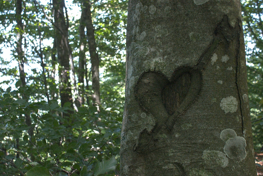 Casentino, tree with heart