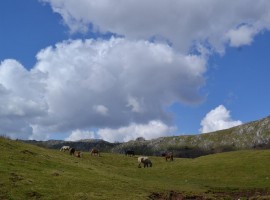 Cavalli liberi tra le vette dell'Appennino Lucano