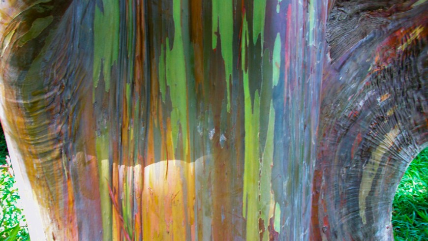 Eucalipto arcobaleno, un'opera d'arte della natura