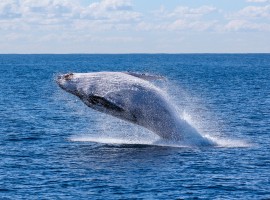 osservazione delle balene vicino all'eco-glamping di Tarifa