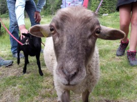 Moena, a passeggio con le pecore