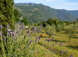 Colline e ulivi a La Fontaccia, agriturismo biologico tra le colline di Firenze