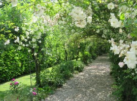 Viale di rose bianche a Cà delle Rose, Fossalta di Portogruaro