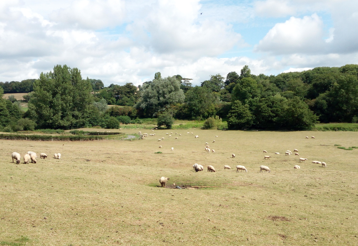 Paesaggio punteggiato da pecore nella campagna del Wiltshire, Inghilterra