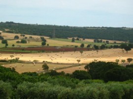Una masseria con trullo in Puglia, circondata da vigne