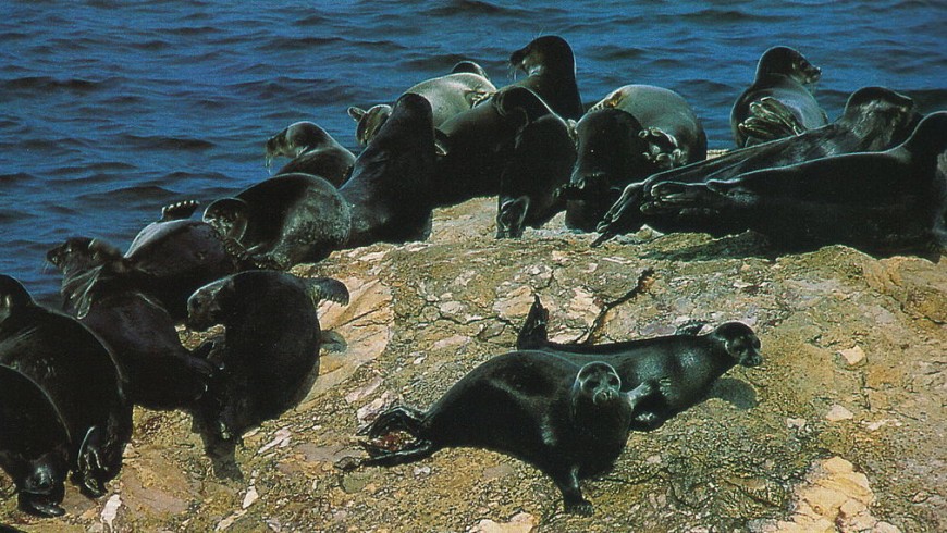 Nerpa, foca del Lago Baikal