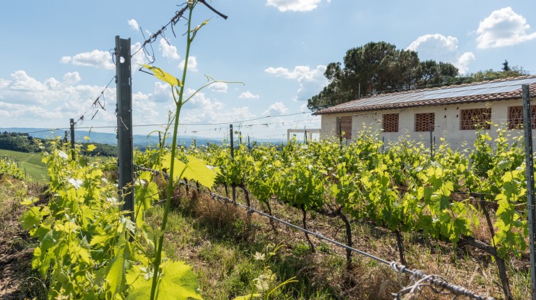 Un weekend tra le vigne in Toscana