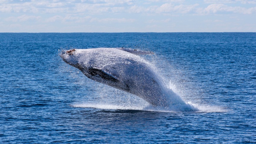 Ammirare le balene in Norvegia