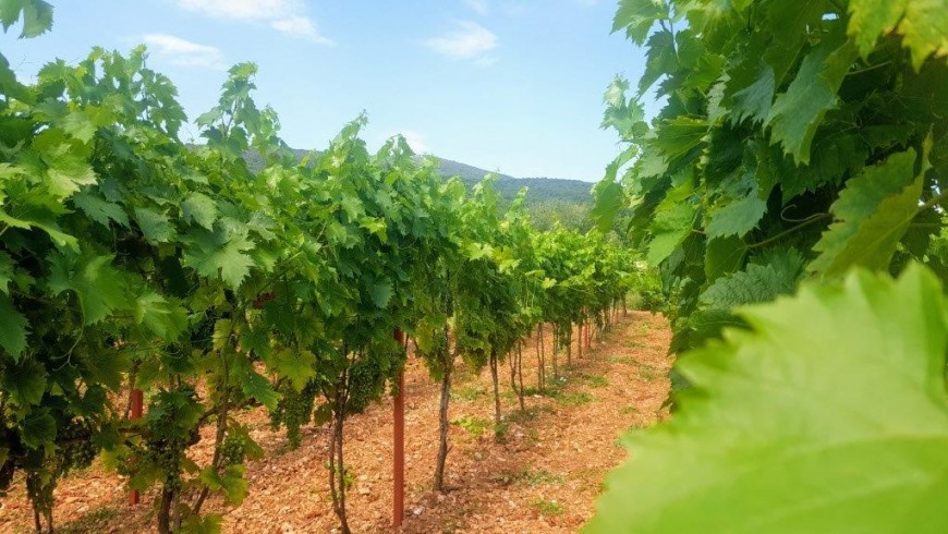 Le vigne della Dalmazia