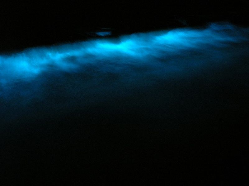 Bioluminescenza nel mare di San Diego, California