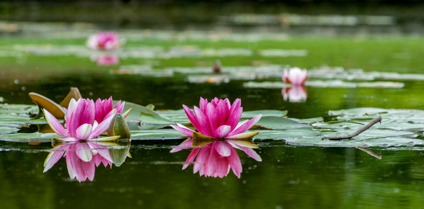 ninfee rosa che galleggiano su uno dei laghetti di Parco Sigurtà